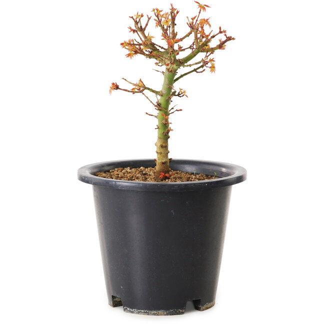 Acer palmatum Kiyohime, 15 cm, ± 8 years old