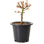 Acer palmatum Kiyohime, 15 cm, ± 8 Jahre alt