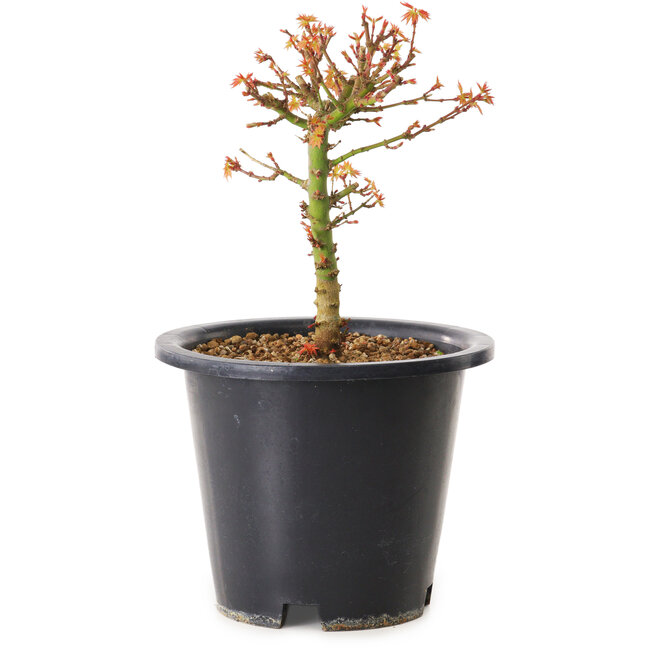 Acer palmatum Kiyohime, 15 cm, ± 8 ans