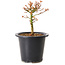 Acer palmatum Kiyohime, 15 cm, ± 8 years old