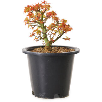 Acer palmatum Kiyohime, 15 cm, ± 8 ans