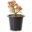 Acer palmatum Kiyohime, 15 cm, ± 8 ans