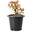 Acer palmatum Kiyohime, 15 cm, ± 8 ans