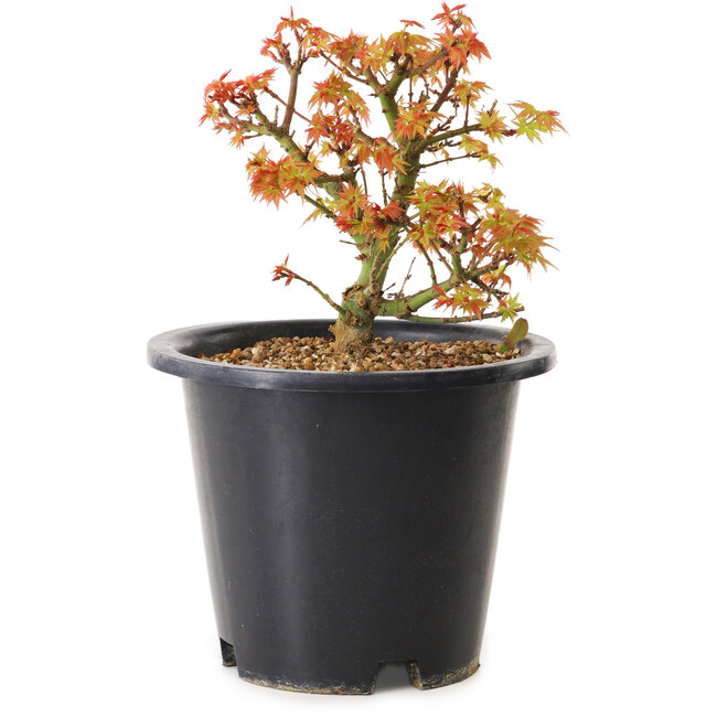 Acer palmatum Kiyohime, 15 cm, ± 8 años