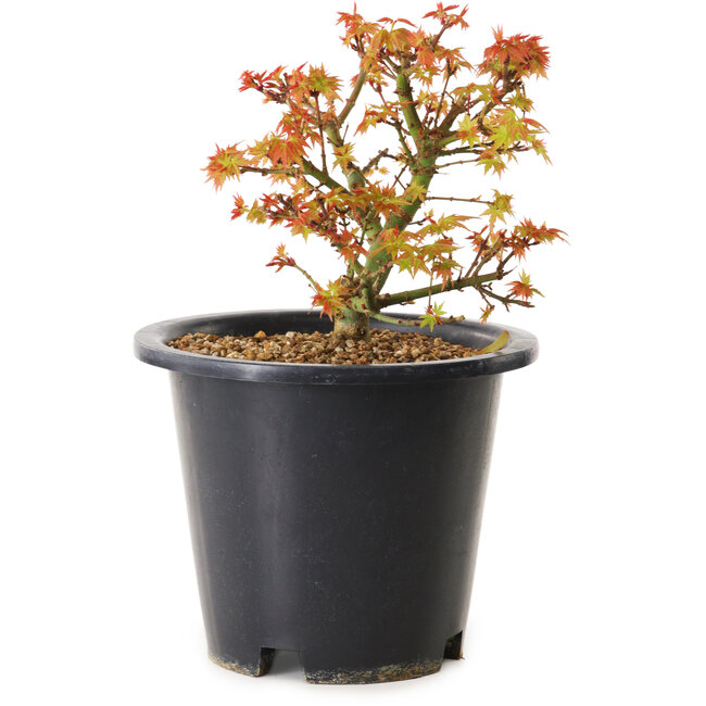 Acer palmatum Kiyohime, 15 cm, ± 8 años