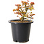Acer palmatum Kiyohime, 15 cm, ± 8 ans