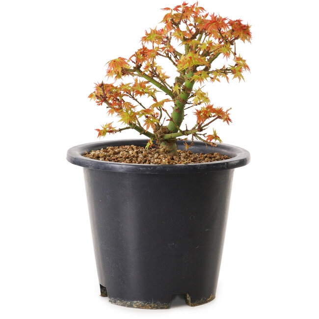Acer palmatum Kiyohime, 15 cm, ± 8 anni