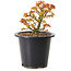 Acer palmatum Kiyohime, 15 cm, ± 8 ans