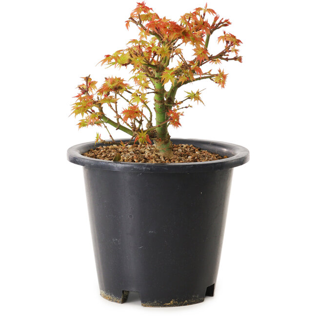 Acer palmatum Kiyohime, 15 cm, ± 8 ans
