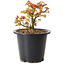Acer palmatum Kiyohime, 15 cm, ± 8 años