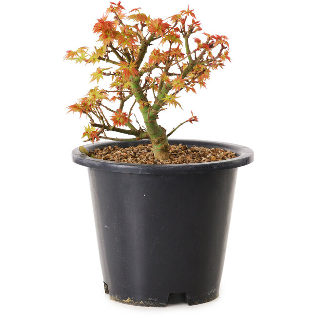 Acer palmatum Kiyohime, 15 cm, ± 8 ans