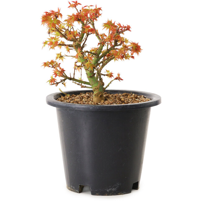 Acer palmatum Kiyohime, 15 cm, ± 8 ans