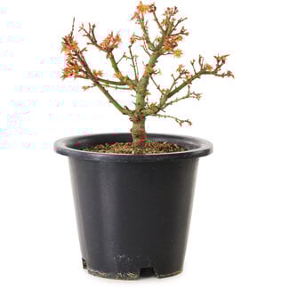 Acer palmatum Kiyohime, 15 cm, ± 8 ans