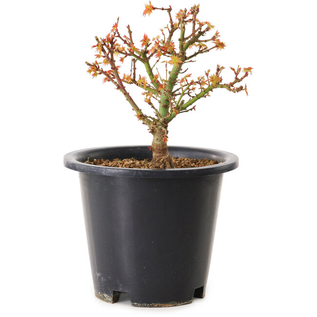 Acer palmatum Kiyohime, 15 cm, ± 8 anni