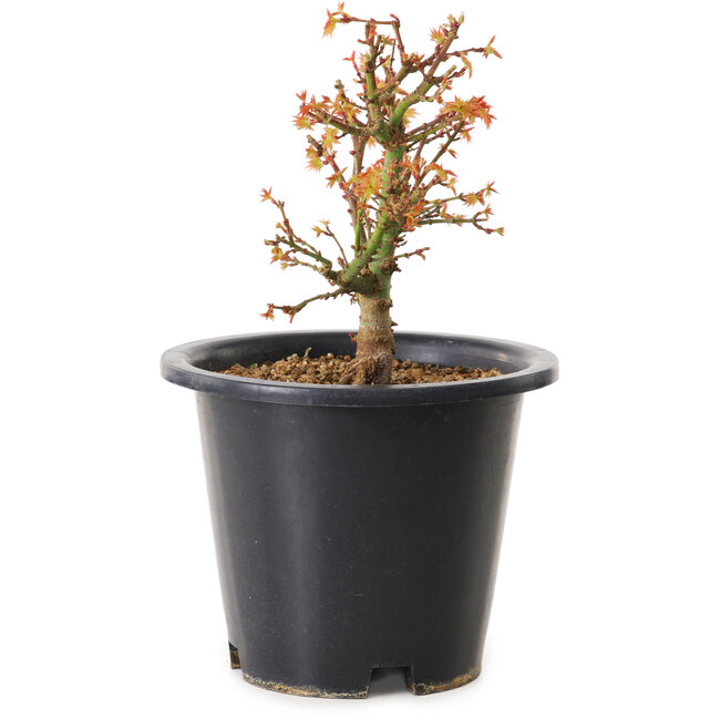 Acer palmatum Kiyohime, 15 cm, ± 8 ans
