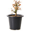 Acer palmatum Kiyohime, 15 cm, ± 8 ans