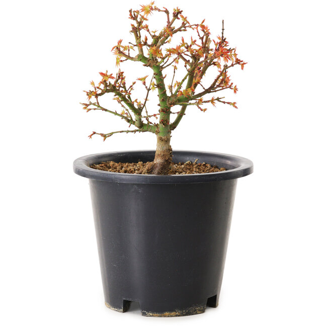 Acer palmatum Kiyohime, 15 cm, ± 8 Jahre alt