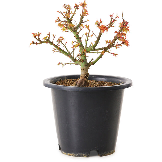 Acer palmatum Kiyohime, 15 cm, ± 8 Jahre alt