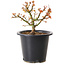 Acer palmatum Kiyohime, 15 cm, ± 8 jaar oud