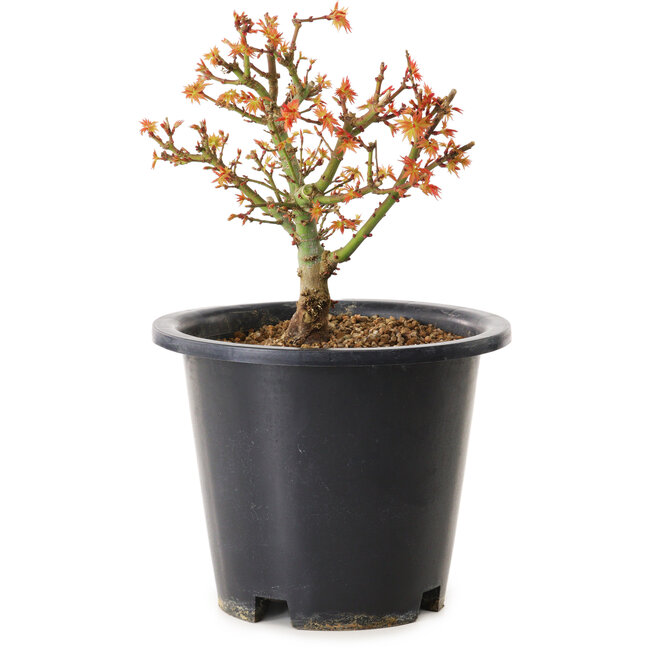 Acer palmatum Kiyohime, 15 cm, ± 8 years old