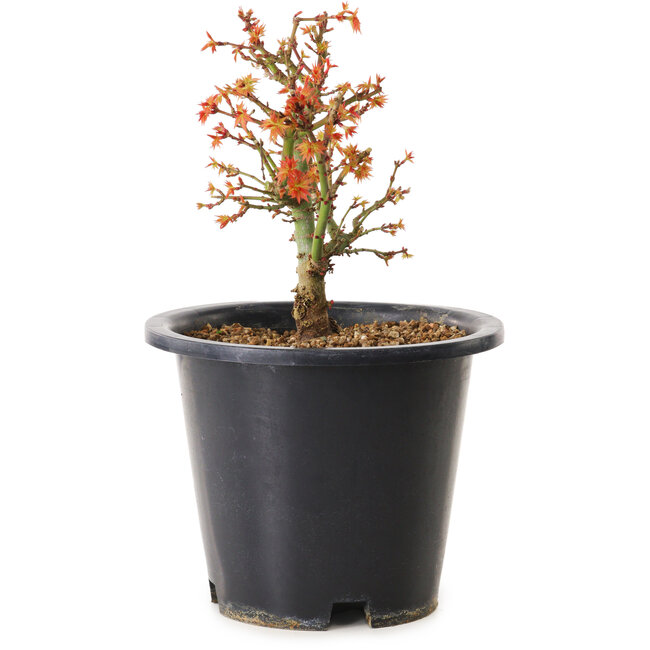Acer palmatum Kiyohime, 15 cm, ± 8 ans