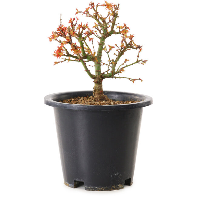 Acer palmatum Kiyohime, 15 cm, ± 8 jaar oud