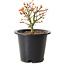 Acer palmatum Kiyohime, 15 cm, ± 8 jaar oud