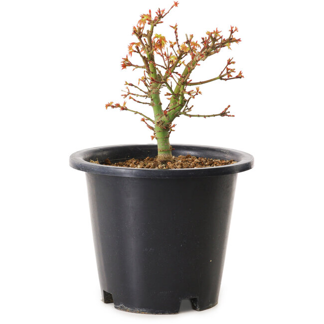 Acer palmatum Kiyohime, 15 cm, ± 8 jaar oud