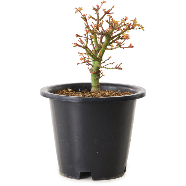 Acer palmatum Kiyohime, 15 cm, ± 8 Jahre alt