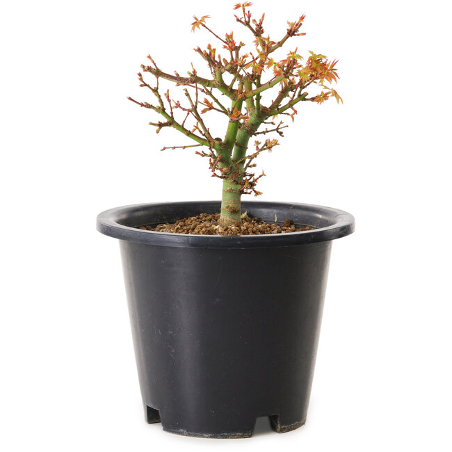 Acer palmatum Kiyohime, 15 cm, ± 8 anni