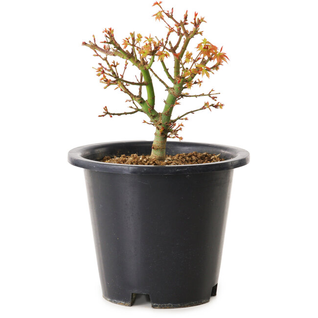Acer palmatum Kiyohime, 15 cm, ± 8 ans