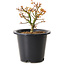 Acer palmatum Kiyohime, 15 cm, ± 8 anni