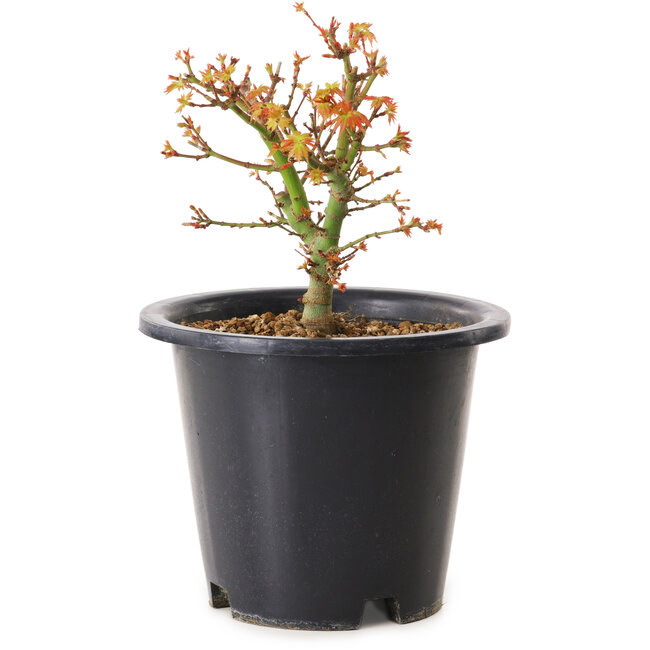 Acer palmatum Kiyohime, 15 cm, ± 8 jaar oud