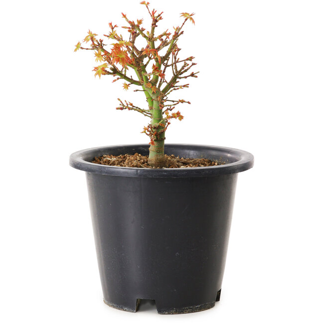 Acer palmatum Kiyohime, 15 cm, ± 8 Jahre alt