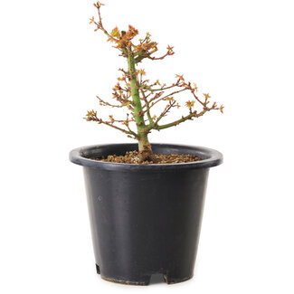 Acer palmatum Kiyohime, 15 cm, ± 8 Jahre alt