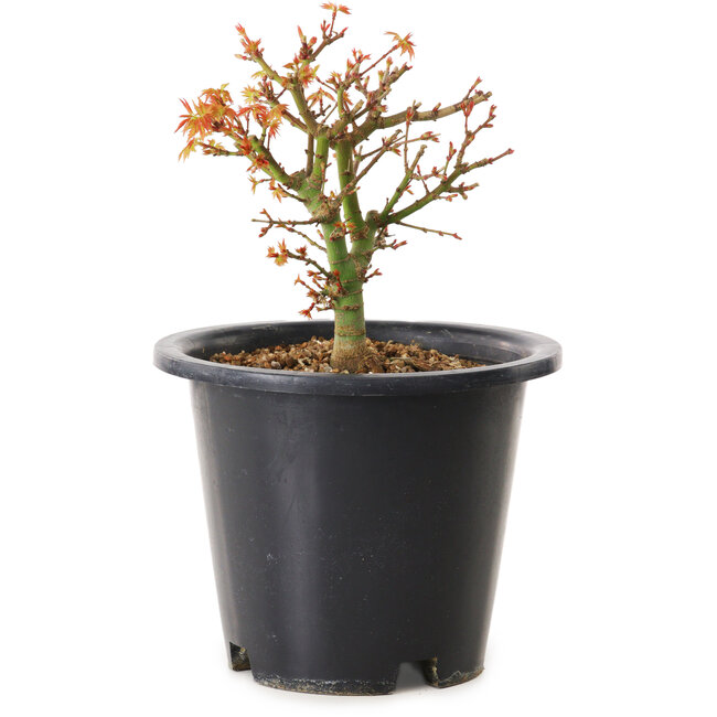 Acer palmatum Kiyohime, 15 cm, ± 8 anni