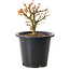 Acer palmatum Kiyohime, 15 cm, ± 8 jaar oud