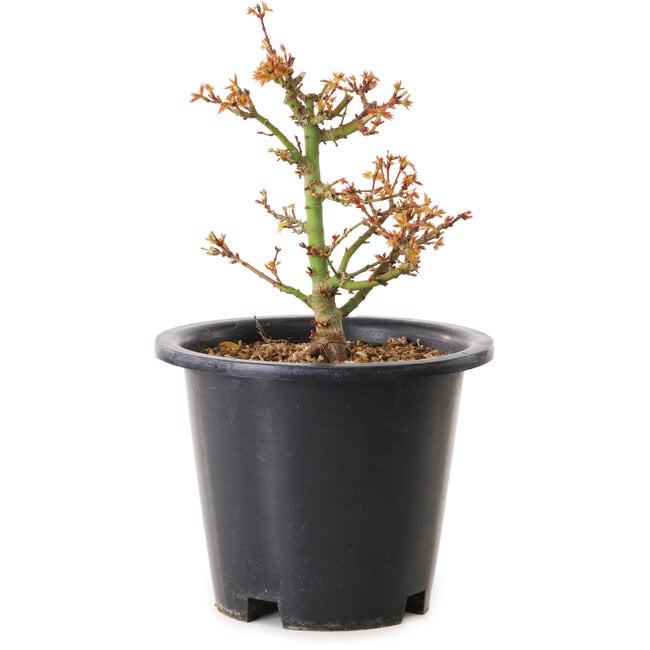 Acer palmatum Kiyohime, 15 cm, ± 8 years old