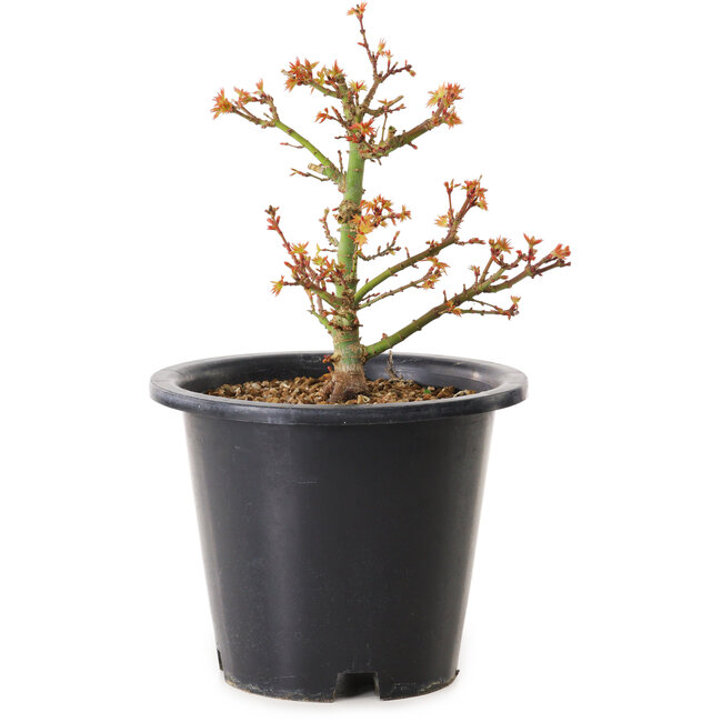 Acer palmatum Kiyohime, 15 cm, ± 8 años