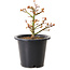 Acer palmatum Kiyohime, 15 cm, ± 8 años