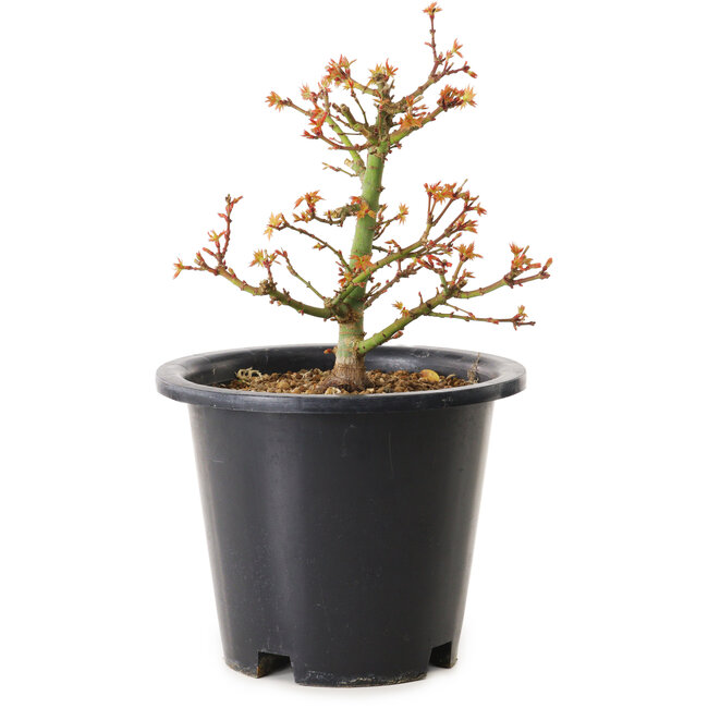 Acer palmatum Kiyohime, 15 cm, ± 8 años
