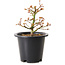 Acer palmatum Kiyohime, 15 cm, ± 8 Jahre alt
