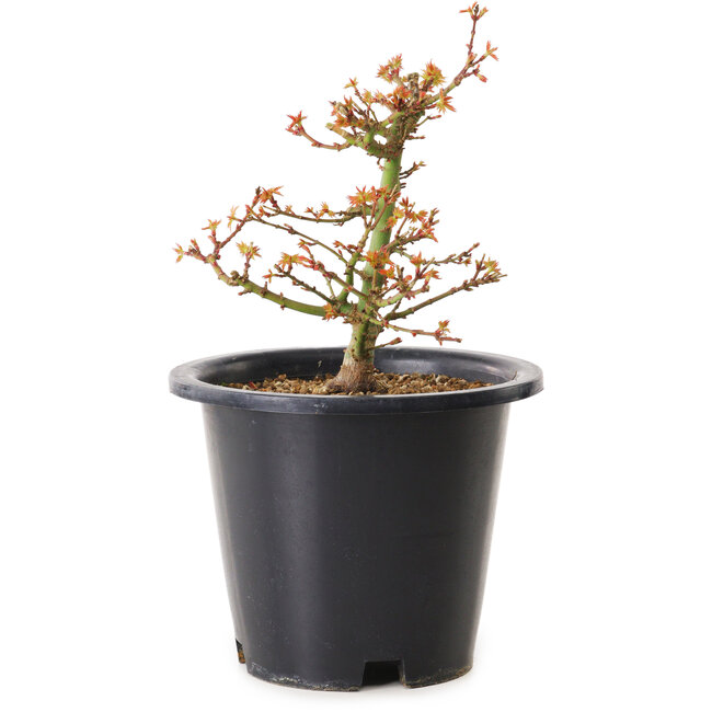 Acer palmatum Kiyohime, 15 cm, ± 8 jaar oud