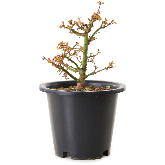 Acer palmatum Kiyohime, 15 cm, ± 8 jaar oud