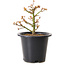 Acer palmatum Kiyohime, 15 cm, ± 8 Jahre alt