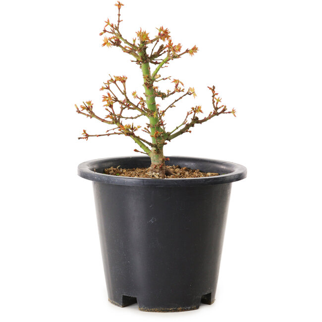 Acer palmatum Kiyohime, 15 cm, ± 8 anni