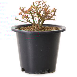Acer palmatum Kiyohime, 9 cm, ± 8 ans