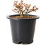 Acer palmatum Kiyohime, 9 cm, ± 8 ans