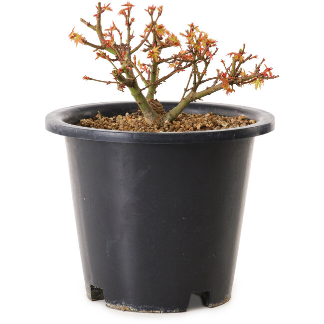 Acer palmatum Kiyohime, 9 cm, ± 8 ans
