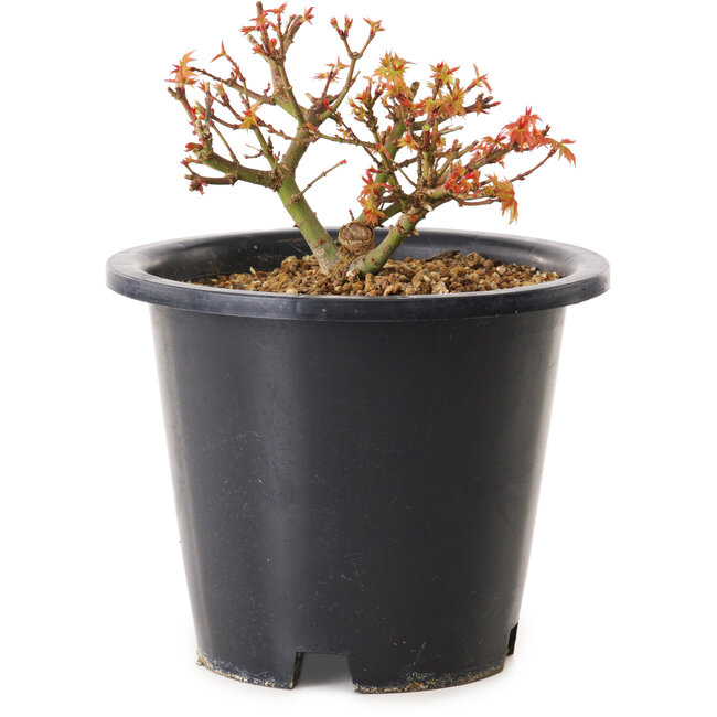 Acer palmatum Kiyohime, 9 cm, ± 8 ans